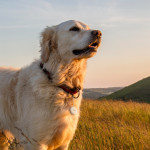 Hama lokalizačný čip, Bluetooth lokátor pre Android Find My Device, set 2 ks